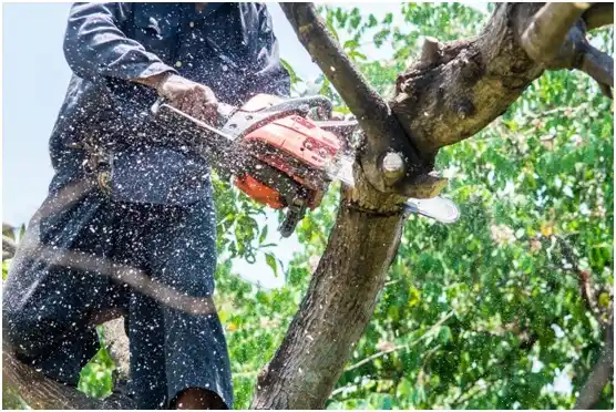 tree services Rockdale